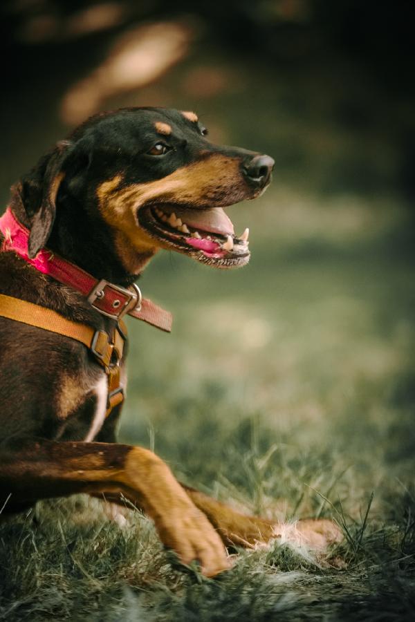 Skylar, una bellissima simil segugia Foto 4